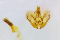 Rheumaptera cervinalis barbuti