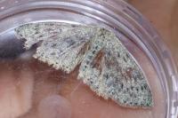 Cyclophora pendularia
