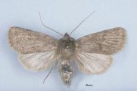Autophila hirsuta