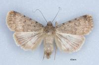 Autophila dilucida