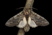 Peridea anceps