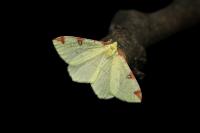 Opisthograptis luteolata