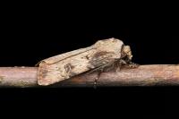 Agrotis puta