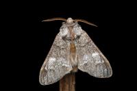 Drymonia dodonaea