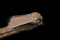 Mythimna sicula