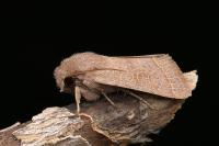 Orthosia cerasi