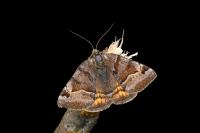 Euclidia glyphica