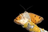 Euclidia glyphica