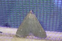 Udea uliginosalis