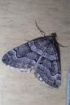 Thera cognata