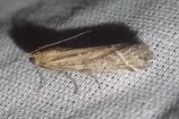 Pempeliella ornatella
