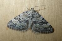 Perizoma minorata