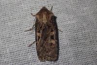 Chersotis ocellina ocellina