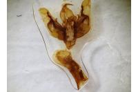 Chersotis ocellina ocellina