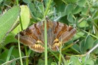 Euclidia glyphica