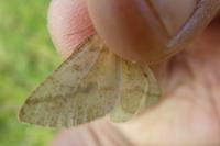 Aspitates ochrearia