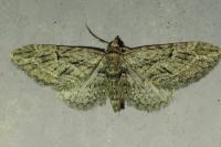 Eupithecia oxycedrata