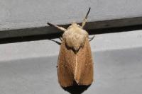 Mythimna sicula
