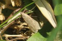 Nomophila noctuella