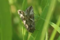 Autographa gamma