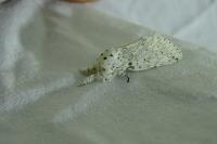 Cerura erminea