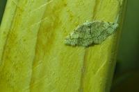 Stegania trimaculata