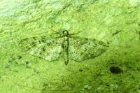 Eupithecia abbreviata