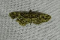 Gymnoscelis rufifasciata