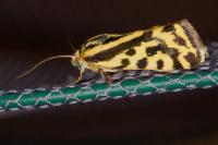 Emmelia trabealis