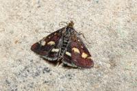 Pyrausta purpuralis