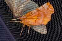 Selenia dentaria