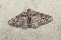 Cleora cinctaria