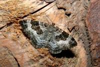 Epirrhoe alternata