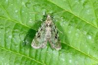Chloroclystis v-ata