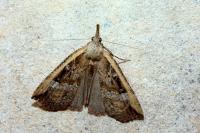 Hypena rostralis