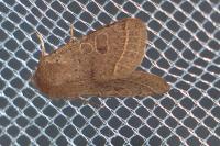 Orthosia cerasi