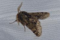 Apocheima hispidaria