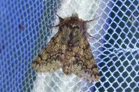 Apocheima hispidaria