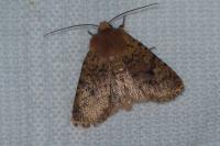 Conistra staudingeri