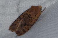 Conistra staudingeri