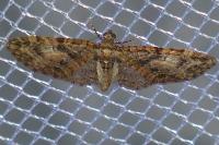 Eupithecia abbreviata