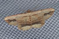 Menophra abruptaria
