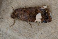 Tyta luctuosa
