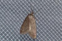 Pachycnemia hippocastanaria hippocastanaria
