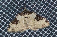 Xanthorhoe fluctuata