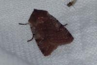 Cerastis rubricosa