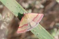 Phytometra viridaria