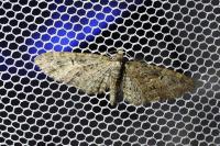 Eupithecia abbreviata