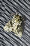 Polyploca ridens