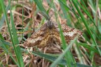 Ematurga atomaria